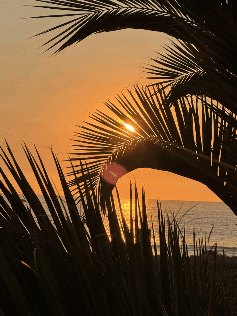 California sunset peaking through palm leaves